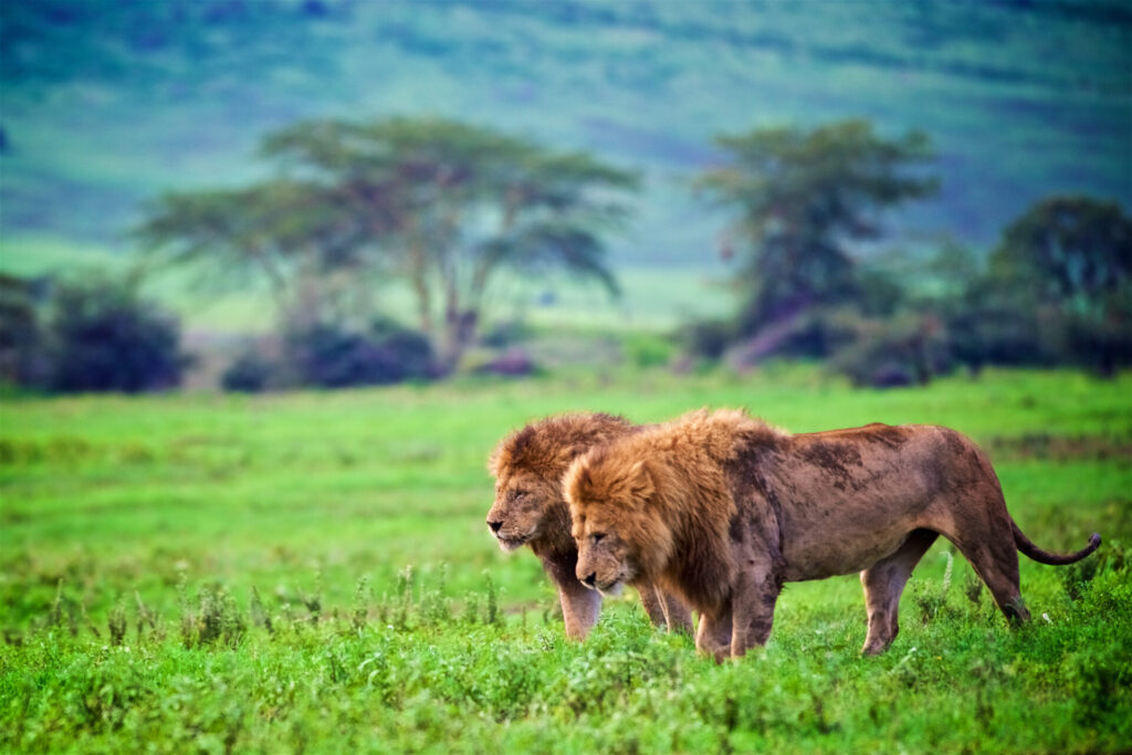 ライオン／ンゴロンゴロ保全地域（国立公園）