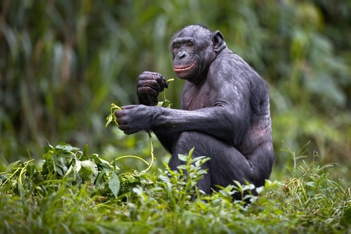 ボノボ（ピクミーチンパンジー）／サロンガ国立公園