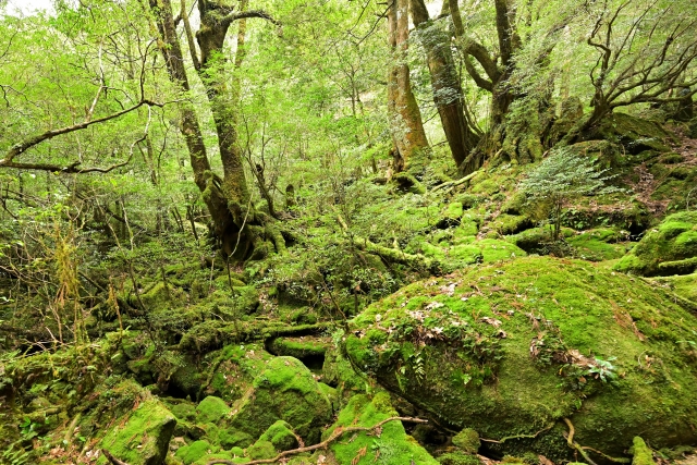 最終値下げ 屋久杉 世界自然遺産 仲良し虎夫婦 屋久島：大王杉・夫婦杉