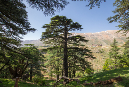 神の杉の森（レバノン杉）