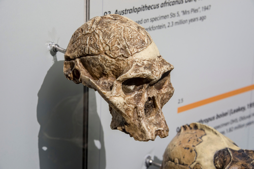 ミセス・ピレス（アウストラロピテクス・アフリカヌス）／南アフリカの人類化石遺跡群