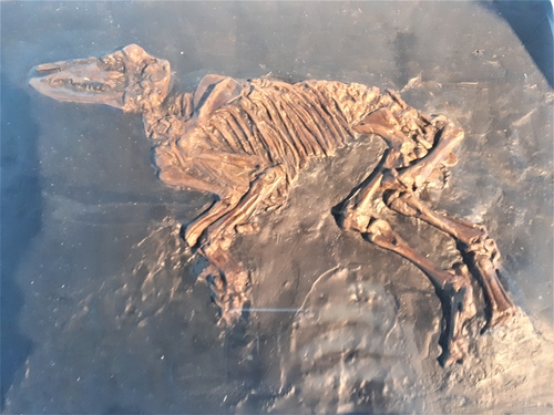 メッセル採掘場の化石発掘現場