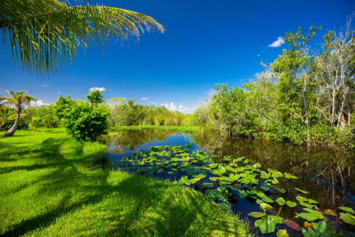 フロリダの湿原／Part6 ストーンオーシャン／ジョジョの舞台となった世界遺産