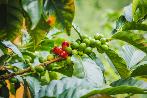 コロンビアのコーヒー産地の文化的景観