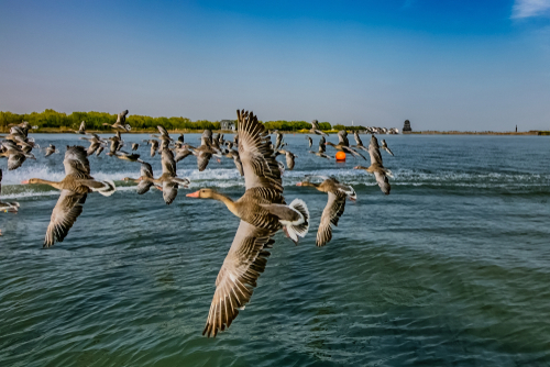 中国の黄海＝渤海湾沿岸の渡り鳥保護区群（第1段階