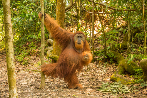 スマトラの熱帯雨林遺産／インドネシアの世界遺産