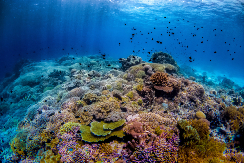 トゥバタハ岩礁海中公園／フィリピンの世界遺産