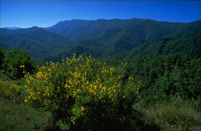 カルパティア山脈のブナ原生林（ほかヨーロッパ17ヶ国と共同）／イタリアの世界遺産