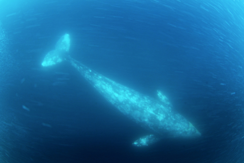 エル・ビスカイノのクジラ保護区／メキシコの世界遺産