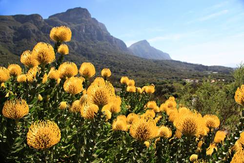 ケープ植物区系地方の保護地区群／南アフリカの世界遺産