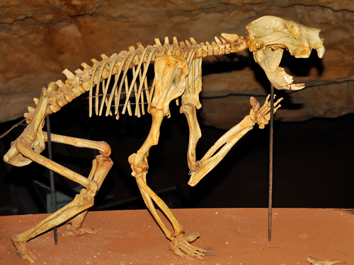 ティラコレオ（フクロライオン）／オーストラリアの哺乳類化石地域／オーストラリアの世界遺産