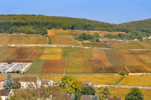 ブルゴーニュのブドウ畑のクリマ／フランスの世界遺産