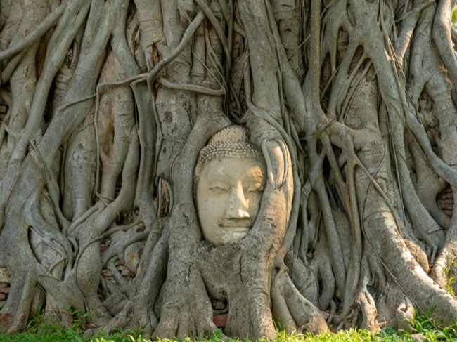 菩提樹の根に覆われた仏頭／ワット・マハータート