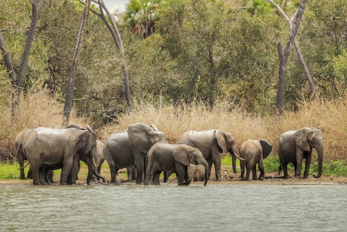 セルース猟獣保護区／タンザニアの世界遺産