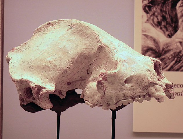 ピグミージャイアントパンダの化石