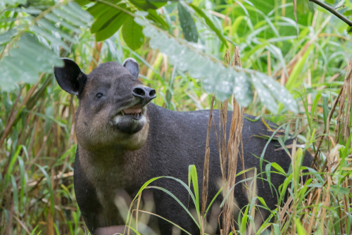 タラマンカ山脈＝ラ・アミスター保護区群とラ・アミスター国立公園／パナマの世界遺産