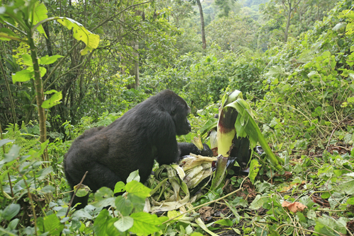 カフジ＝ビエガ国立公園／コンゴ民主共和国の世界遺産