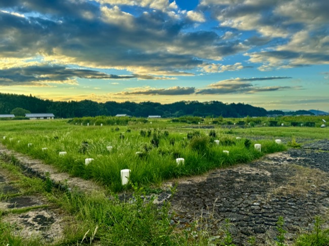 飛鳥宮跡